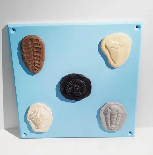 [ ACTW-FOSSIL] Activity wall panel - tactile Stone mix fossils 